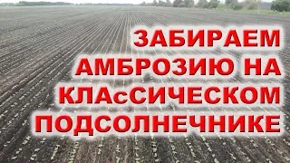 Гербицид для всех видов подсолнечника | ПИРІЙ та АМБРОЗІЯ тепер НЕ біда