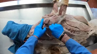 Canine Thoracic Limb Muscles & Nerves