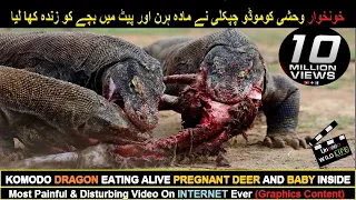 Komodo Dragon Swallow Baby Deer Ripped From Mother Womb & Eat Mom Alive | Largest Lizard-The Komodo