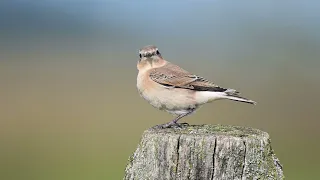 Birds in De Biesbosch august 2023