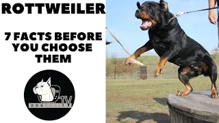 Before you buy a dog - ROTTWEILER - 7 facts to consider! DogCast TV