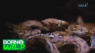 Born to be Wild: Fifteen snakes found in Cebu city