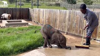 Elephant Orphan, Phabeni’s First Day | Playing in the Garden with Lammie & Herman