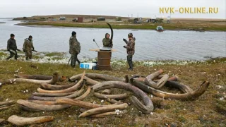 Контрабанда бивней мамонта из Якутии ежегодно достигает 1,5 млрд рублей