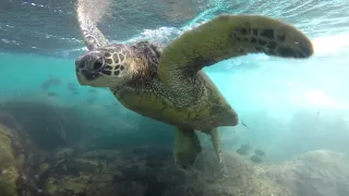 Snorkeling with Many Sea Turtles at Maui Hawaii 2015 (GoPro 4Black 1080P 120FPS)