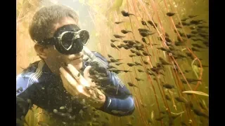 Diver Discovers Tadpole Paradise