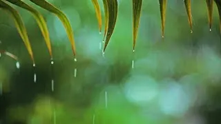 Música relajante con Lluvia suave, Música de Piano Tranquila para Relajarse y Meditar