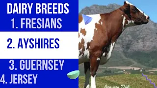 The best Dairy cattle breeds | Dairy breeds that produce highest amount of milk