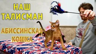 Абиссинская кошка - овчарка кошачьего мира
