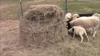 How to make a round bale hay feeder (CHEAP)