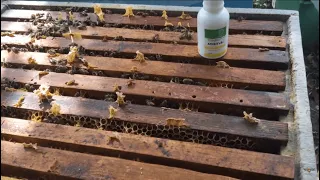 Стимулююча підкормка бджіл на зиму: нові добавки АПІВІТ+В12 для сиропу BeeWell