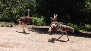 Ostrich Cinnamon shows off to Daphne.