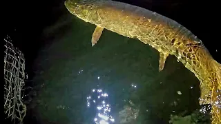 GIANT MUSKY Eats Crazy Lure!!