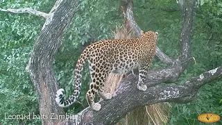 Leopard Hunting Zambia