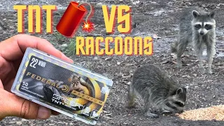 Raccoon Hunt With 22 Magnum TNT Bullets