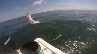 Grouper and Snapper fishing in Tampa Bay (Underwater Footage)