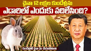 చైనా 12 లక్షల కుందేళ్లను ఎడారిలో ఎందుకు వదిలేసింది.?|China is Breeding 12 Lakhs Rabbits in Desert