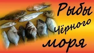 Рыбы чёрного моря