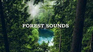 Forest Sounds - Relaxing Sound Of The Rainforest, The Chirping Birds (24 Hours)