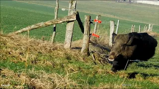 Big Wild Boar coming close on driven hunt