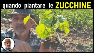 quando si piantano le zucchine