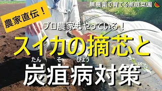 【スイカの育て方🍉】誰でも簡単にできる！摘芯方法と炭疽病の予防・対策【有機農家直伝！無農薬で育てる家庭菜園】　22/4/28