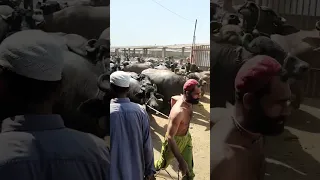 Last Moments before the end 100's of buffalo #shorts #animals