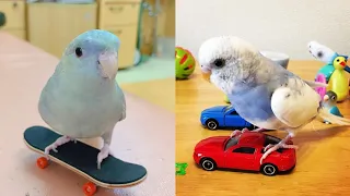 Baby Animals 🧶 Funny Parrots and Cute Birds Compilation (2021) 🤡Loros Adorables Recopilación