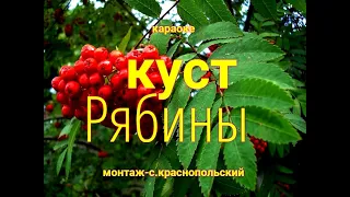 караоке куст рябины