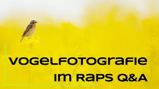 Vogelfotografie im Raps - Antworten auf eure Fragen