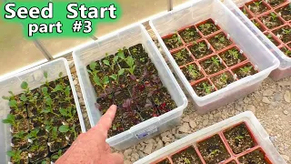 Starting SEEDS for the Vegetable Garden PART 3 Corn and Peas