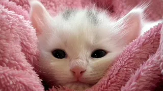 Cute Pets And Funny Animals Compilation 2020 Part 01