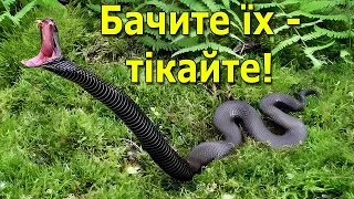 Отруйні змії України, яких краще обходити стороною!