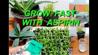 Use aspirin for faster growing all flowers and plants / faster germination