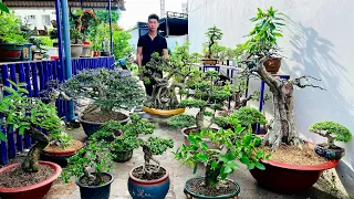 Phúc bonsai 27/5 #0939435790 chào bán cây Sam Sanh Si Mai Mận Me Quýt, Hải Châu, Chòi Mòi