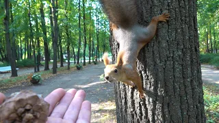 Про молодую и неопытную белку / About a young and inexperienced squirrel