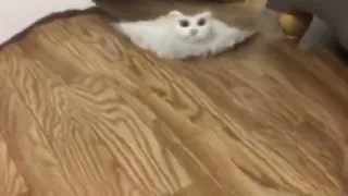 cat roomba (Content Aware Scale)