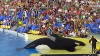 Loro Parque Orca Ocean complete show!! 26 minutes