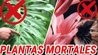 CUIDADO! ❌ NO Tengas Estas PLANTAS De INTERIOR En Casa! Son TÓXICAS 😱