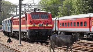 Live accident ! train hit buffalo 🐃 #trainvideo #train #railive