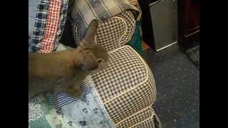 Baby Bunny Play Time Thursday May 16, 2024