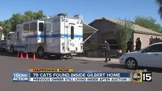 79 cats found inside Gilbert home