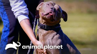 A Sweet Florida Couple Falls In Love With Nikita The Pitbull | Pit Bulls & Parolees | Animal Planet