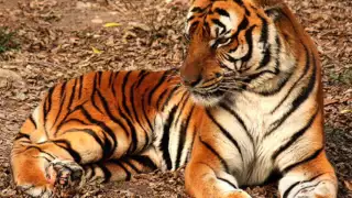 10 Tiere, die vom Aussterben bedroht sind!
