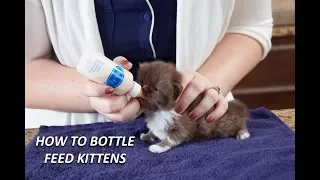 How to Bottle Feed Kittens KMR