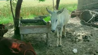 Withe Donkey | Funny Animals | Excellent Donkey