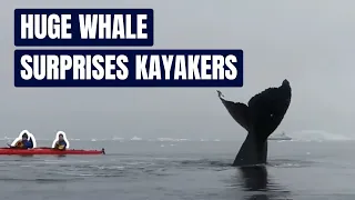 Huge Whale Surprises Kayakers | Paddling Magazine