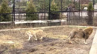 Прямо сейчас, утренняя перекличка ЛЬВА-ВОЖАКА и других львов!⛅️🦁🦁🦁