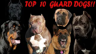 Top 10 best guard dog breeds to protect your family in 2024!
