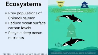 The Impacts of Noise Pollution on Southern Resident Killer Whales in British Columbia